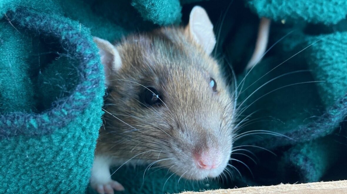 It’s Just a Rat