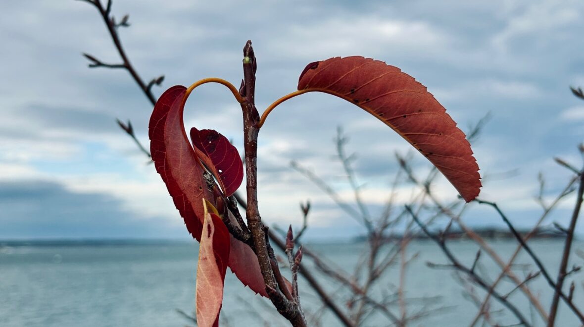 Fall in North America | November 6, 2024