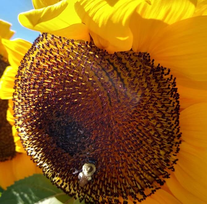 Ode to My Sunflower